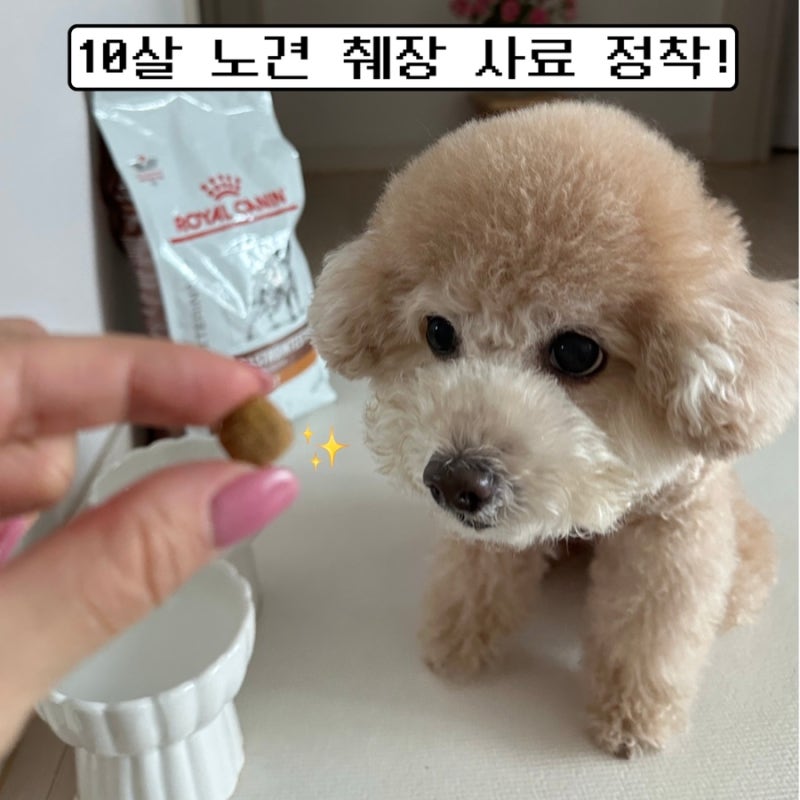 [리얼후기]10살 노견|로얄캐닌 독 가스트로인테스티널 로우팻| 가성비+효과 다 잡는 강아지 ....
