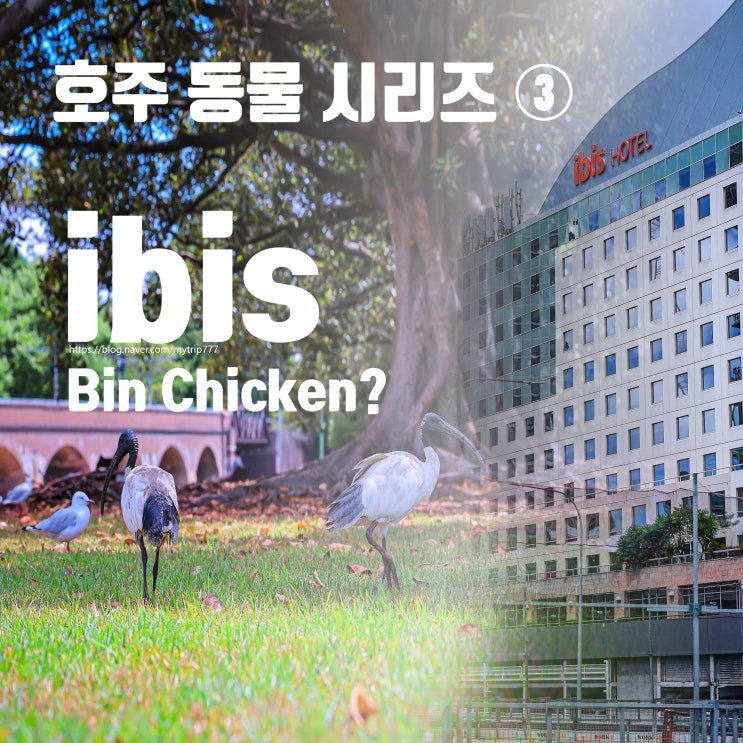  쓰레기통을 점령한 새 이비스 | 시드니의 Bin Chicken 이야기 (호주 동물 시리즈 ③)