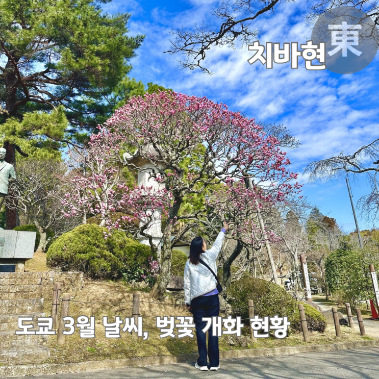  3월 도쿄 근교 날씨 벚꽃 실시간 개화현황