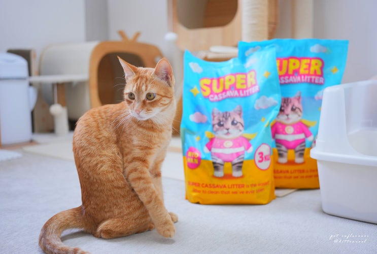  고양이 모래 추천, 응고력 좋은 카사바모래