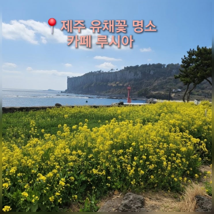  제주 유채꽃 명소 제주도 봄 여행 코스 카페 루시아 본점