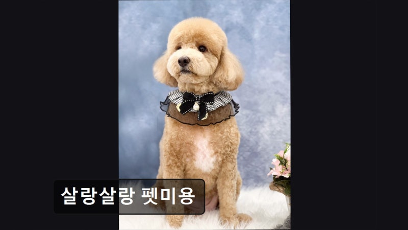 살랑살랑 펫미용