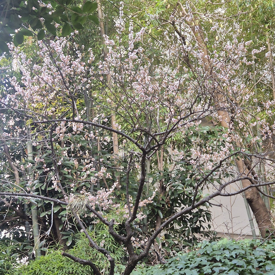 황금오리 사진 1