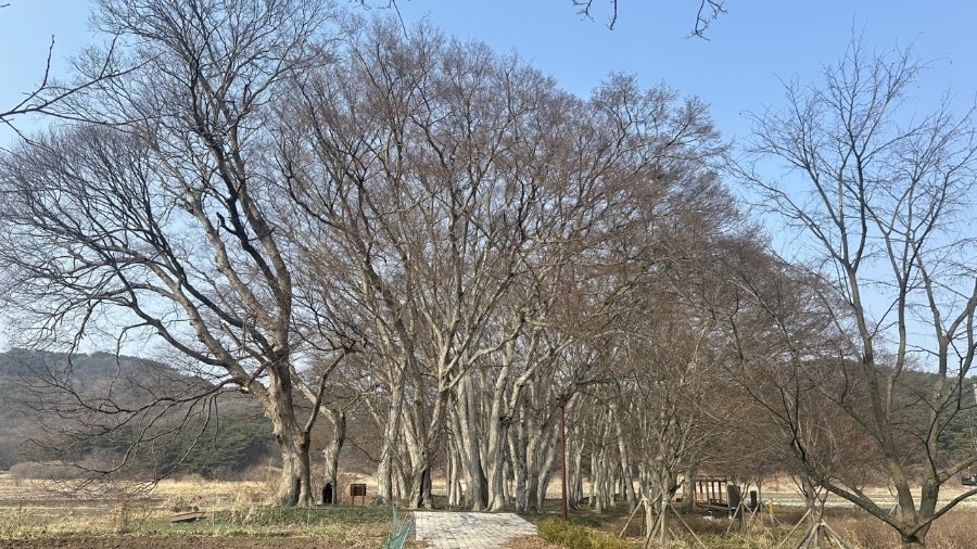 행정마을숲 사진 4