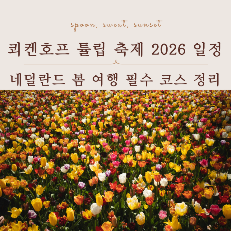  쾨켄호프 튤립 축제 2026 일정 네덜란드 봄 여행 필수 코스 정리