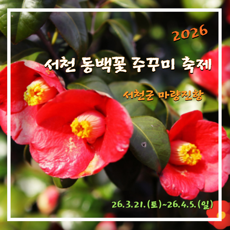 2026년 서천 동백꽃 주꾸미 축제 봄꽃 여행