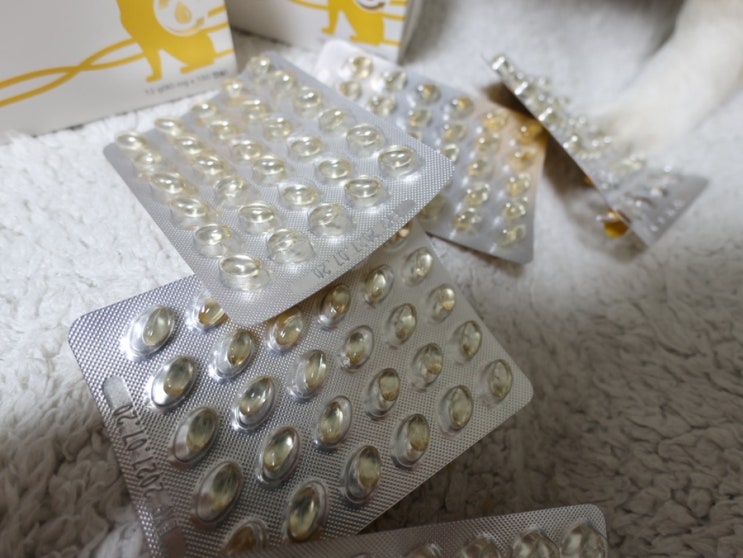  강아지 오메가3 영양제 효능 및 급여방법 검사 기록 첨부