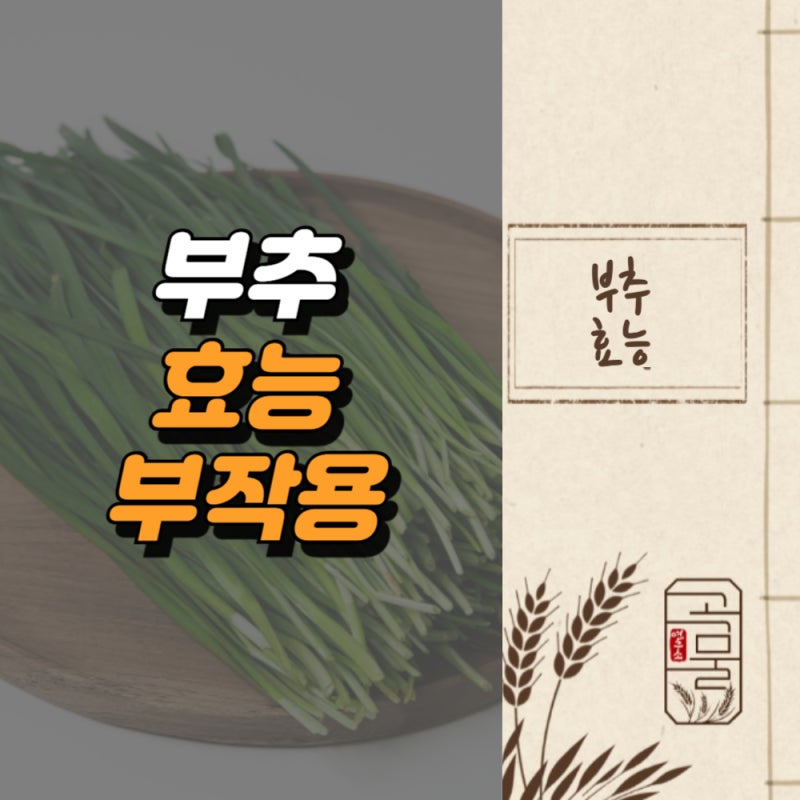부추 효능 부작용, 남자에게 좋은 이유 3월 초벌부추 정구지 효능