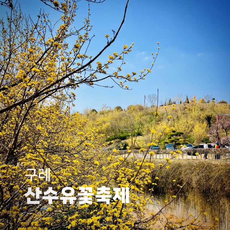2026 구례 산수유꽃축제 실시간 후기! 축제장 코스 총정리(+주차 꿀팁, 개화율)