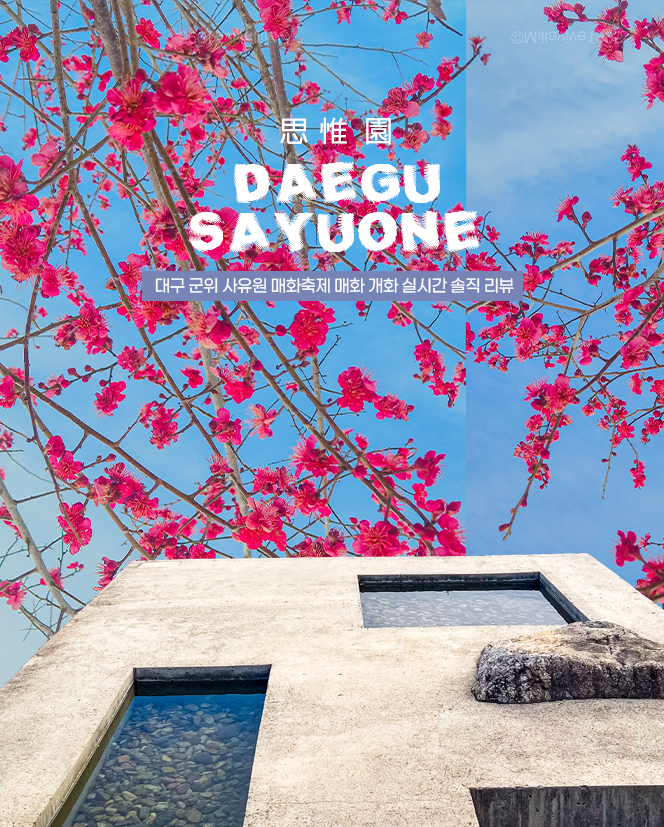 Honest Review of Plum Blossom Blooming Status at Gunwi Sayuwon, BUMBALA (LE SSERAFIM MV Filming Location)