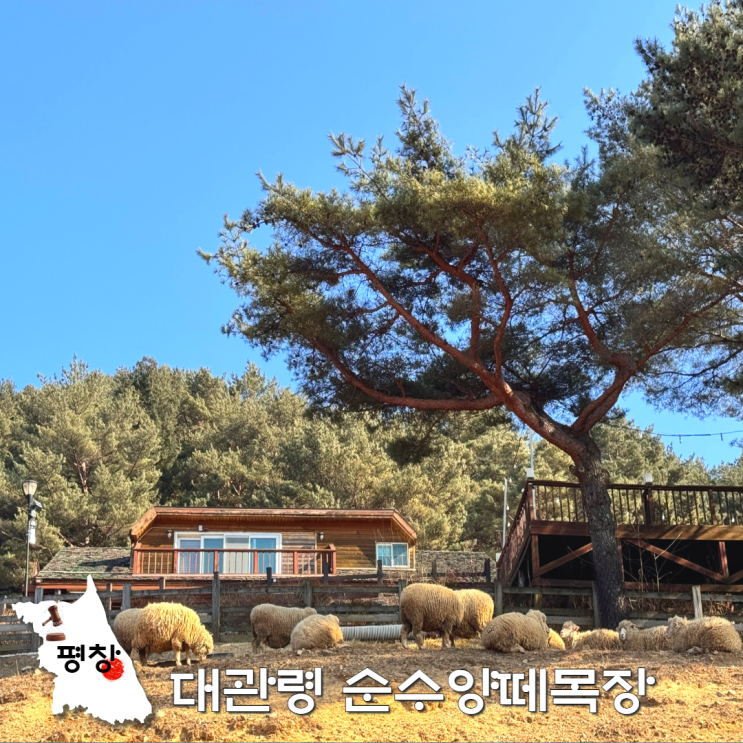  평창 대관령 순수양떼목장 눈 강원도 애견동반 동물먹이주기체험