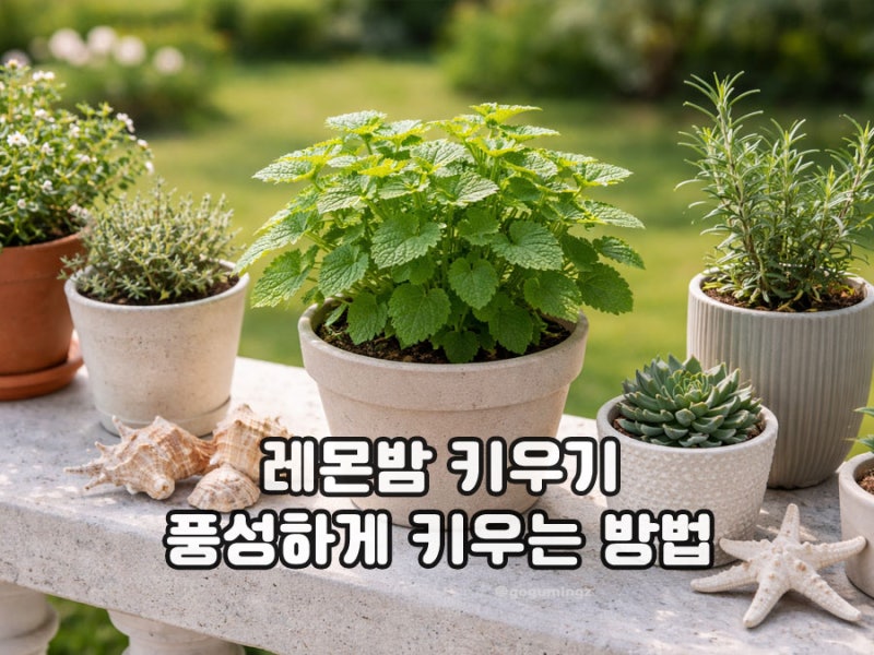 레몬밤 키우기, 베란다에서도 잘 자라는 허브