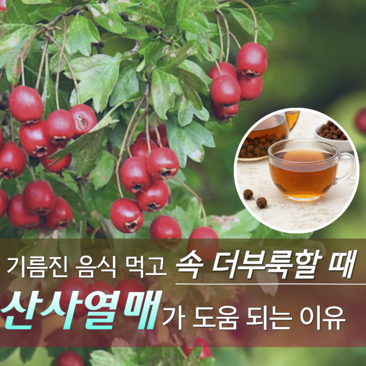  산사열매효능 부작용 성질 혈당 먹는법