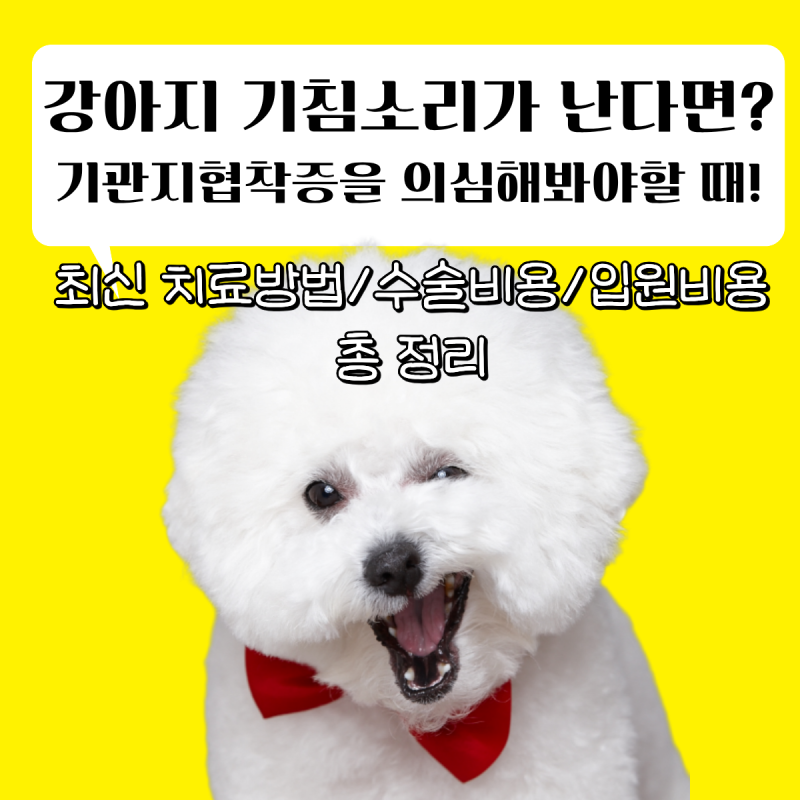 강아지 기침소리가 난다면? 기관지협착증!(+최신 치료방법/수술비용/입원비용 총 정리)