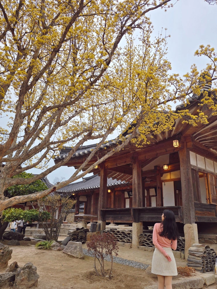  경주 교촌 한옥마을 최부자집 산수유 매화 실시간 경주 꽃구경