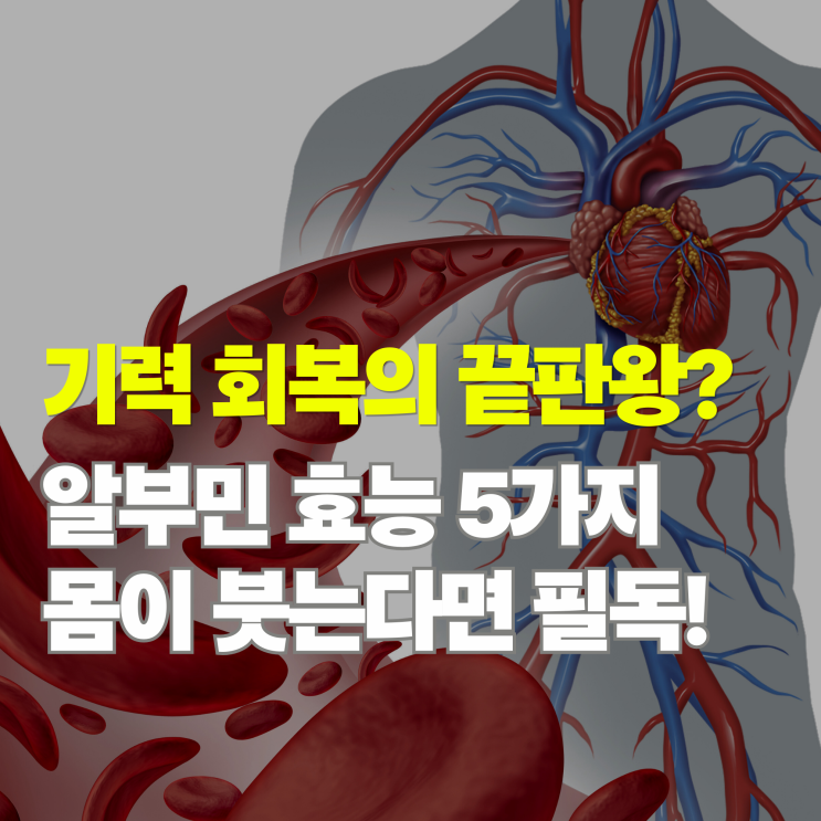  기력 회복의 끝판왕? 알부민 효능 5가지와 수치 낮을 때 나타나는 신호
