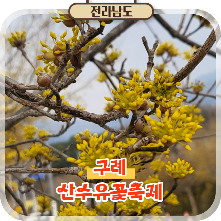  구례 가볼만한곳 산수유마을 축제 국내 봄 여행지 추천