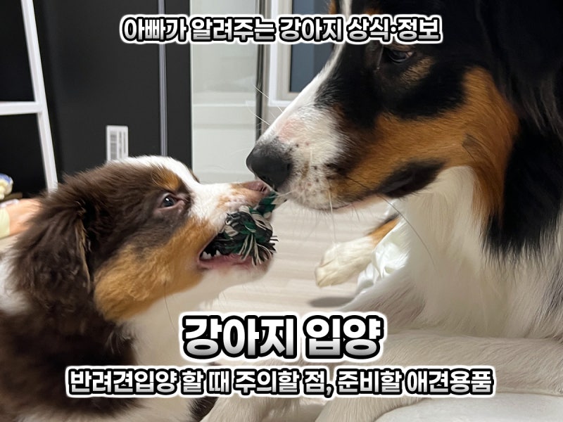 새끼 강아지입양 반려견입양 할 때 주의할 점, 준비할 애견용품