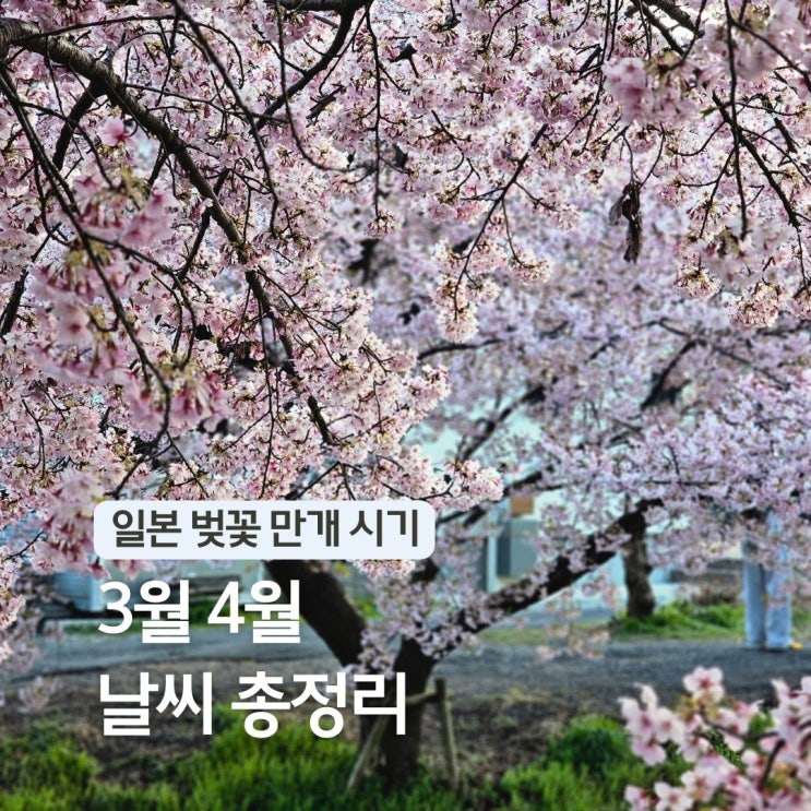  일본 벚꽃 개화시기 3월 4월 도쿄 날씨 옷차림 체크리스트 해외 여행지 추천