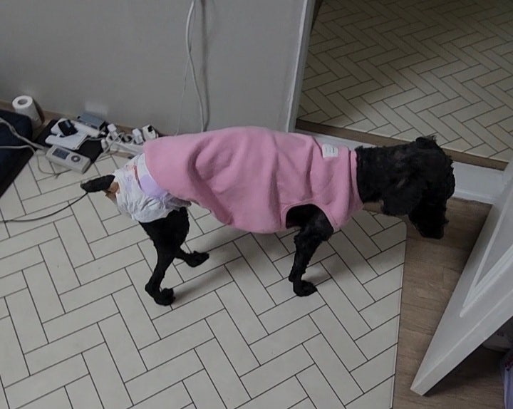 강아지 기저귀 어떤 거 써야 할까, 하기스 맥스 드라이 5단계, 14살 스탠다드 푸들, 기저귀 대....