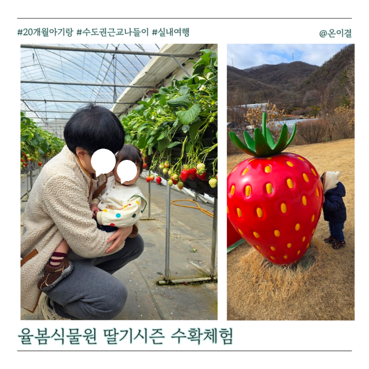  수도권 근교 봄나들이 광주 율봄식물원 딸기시즌 아기랑 수확 체험