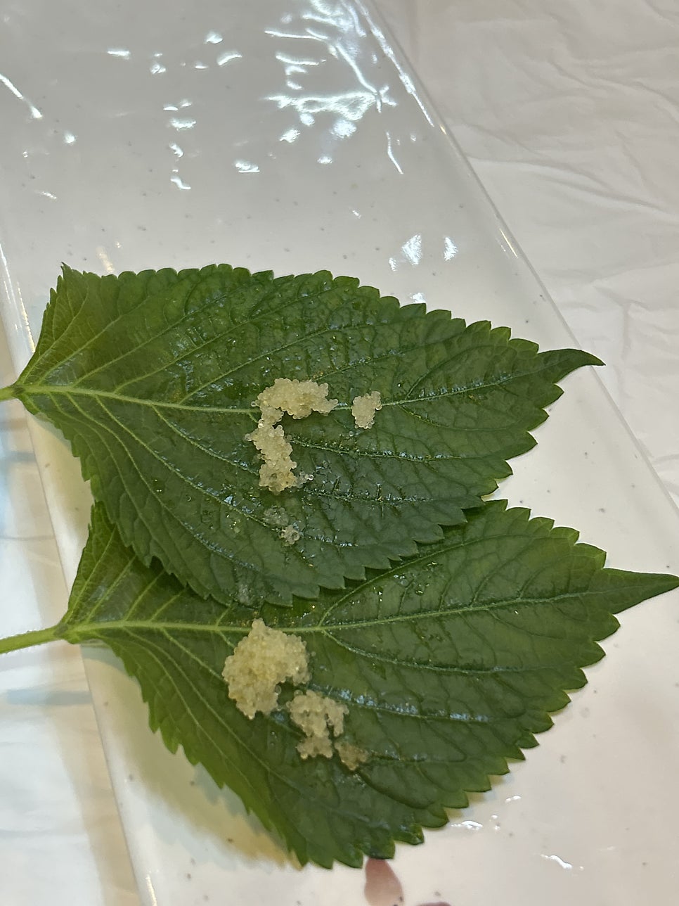 회포차마라도 사진 5