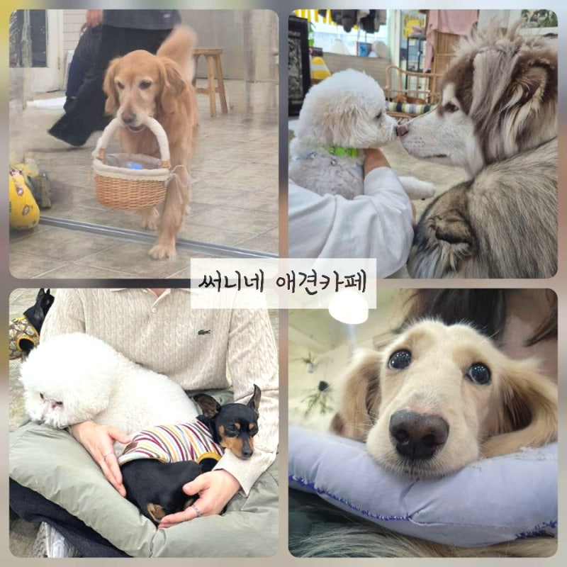 써니네애견카페
