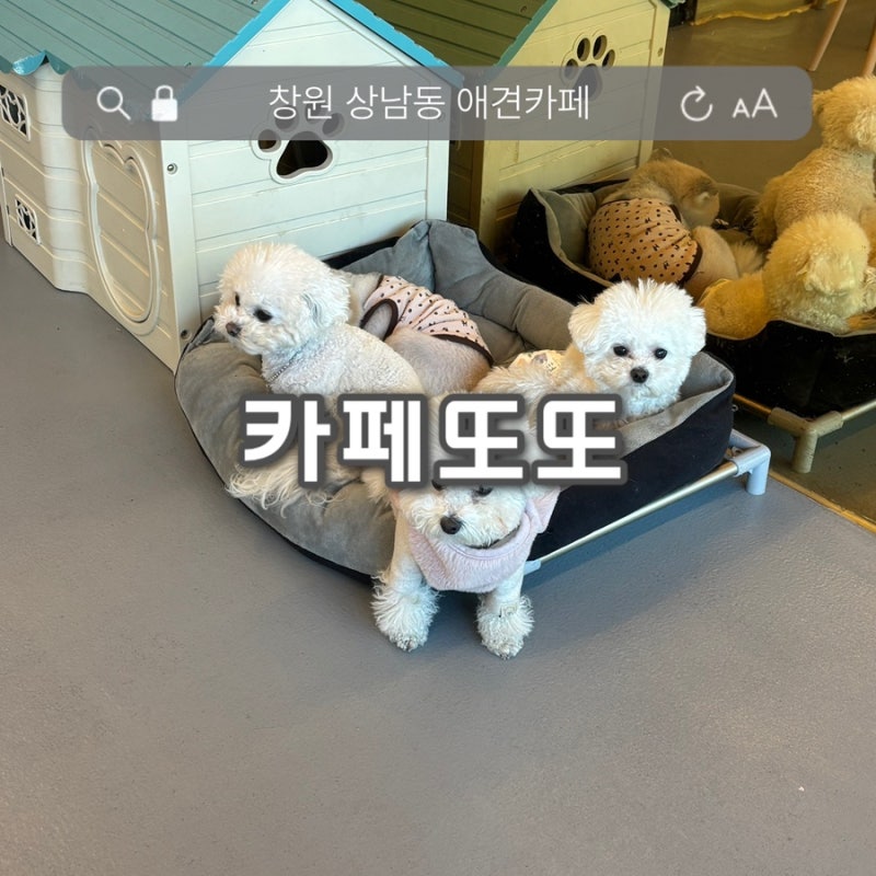 창원 상남동 애견카페 카페또또, 강아지들이랑 놀기 좋은 곳