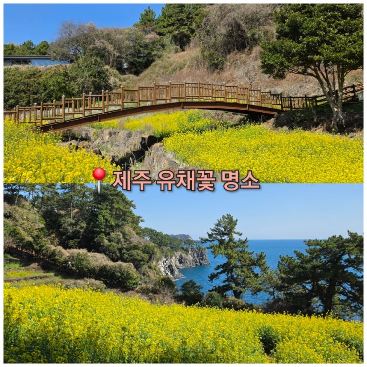  제주도 서귀포 유채꽃 무료 명소 엉덩물계곡 주차장jw가든