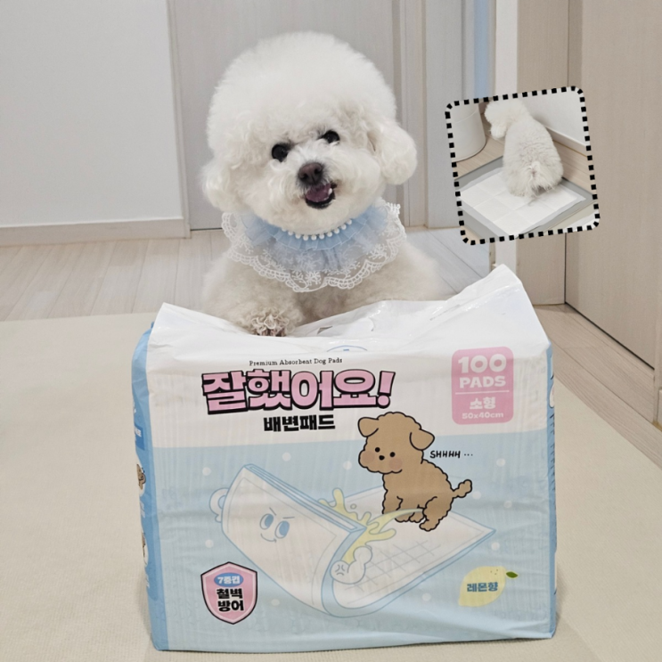  강아지 폭풍 칭찬 부르는 댐퍼스 배변패드! 발도장 안찍히는 균형설계 배변템 