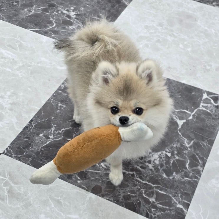  오산애견미용학원 선택 전 꼭 확인해야 할 5가지