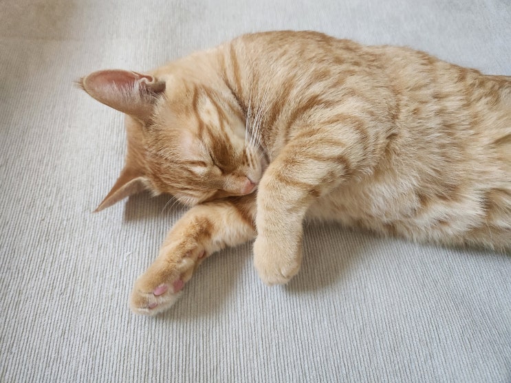  고양이 스트레스 증상 탈모 식욕부진 외 체크할 것