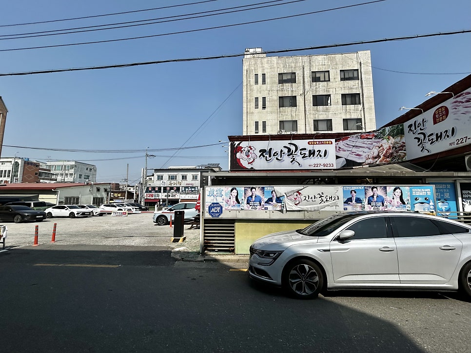 진안꽃돼지 사진 1