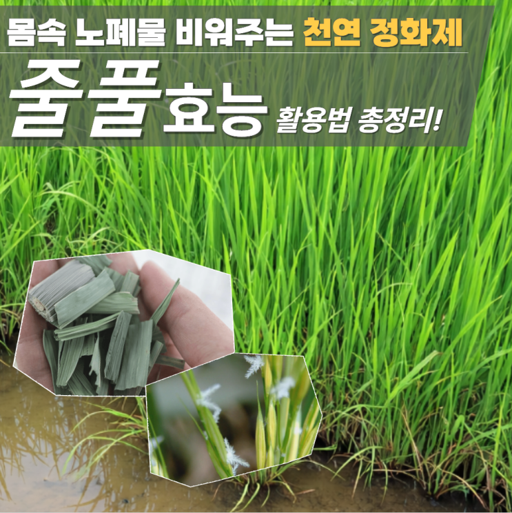  줄풀 효능 부작용 차 먹는법 (고장초)