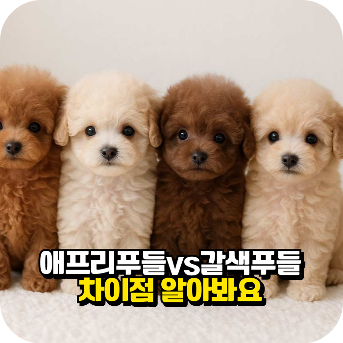애프리푸들 갈색푸들 차이 제대로 알기