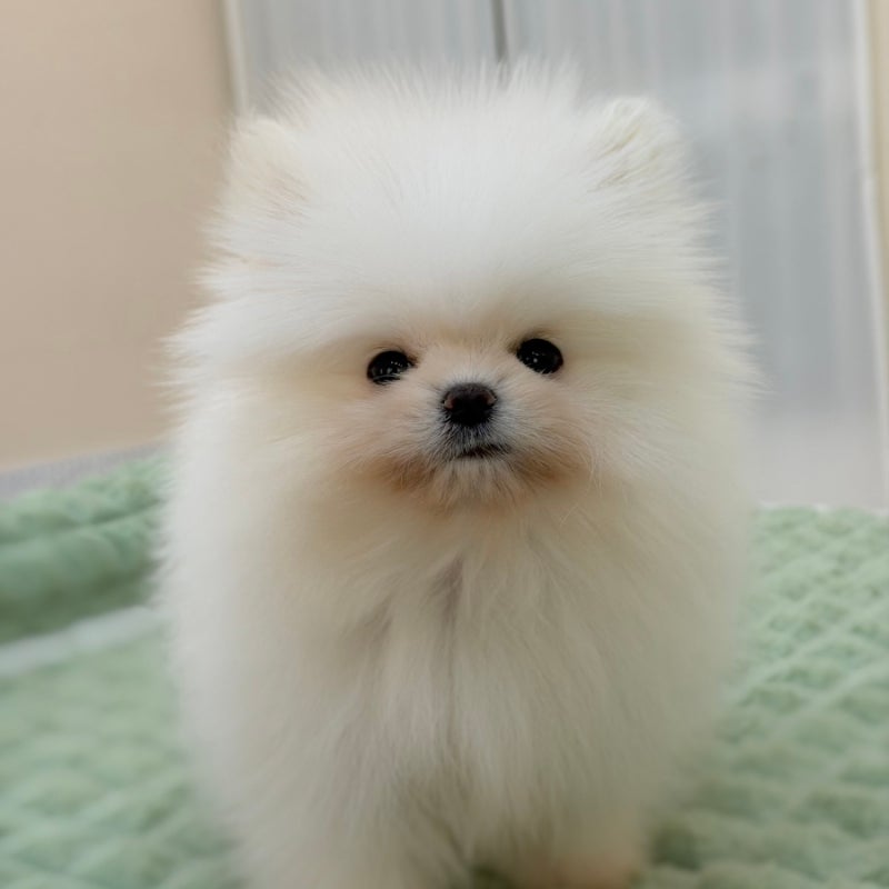 사진 10