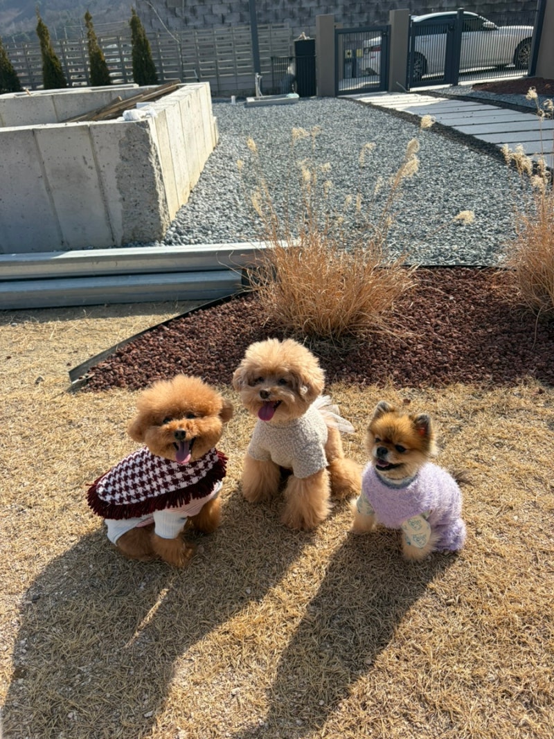 사진 4