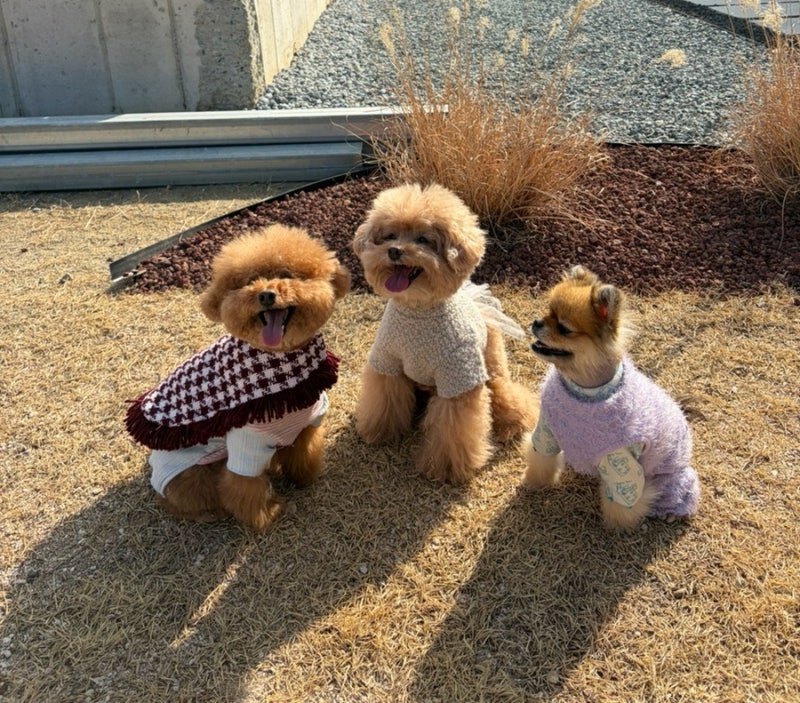 사진 3