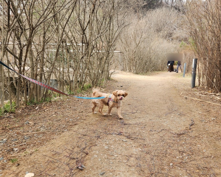  강아지 데리고 갈만한곳, 강아지 산책 코스 안터생태공원