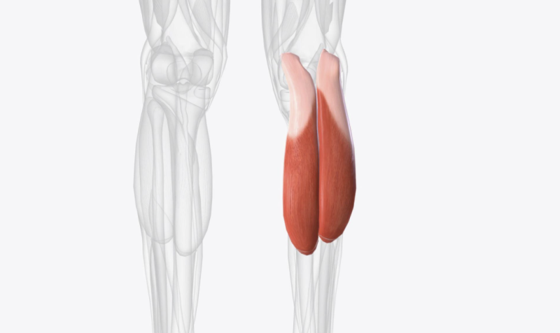 종아리 알통 빠지지 않는 이유 — 비복근·가자미근 차이와 다리 붓기까지 약사가 완전 정리