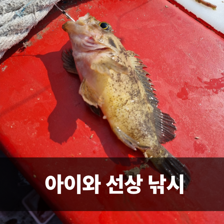  인천선상낚시 덕적호 우럭낚시 아이동반 후기