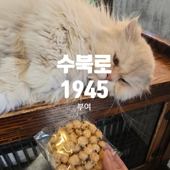 사진 11