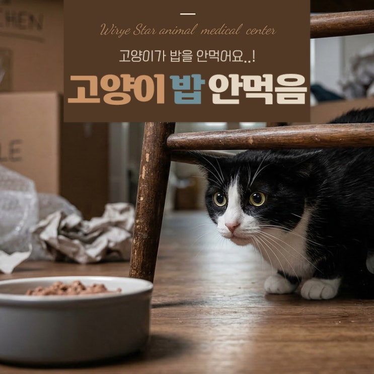  고양이 밥 안먹음 그냥두면 안되는 이유, 지방간의 공포