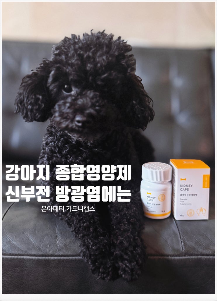  강아지 종합영양제 선택 고민이라면? 방광염 신부전 관리까지 챙기는 본아페티 키드니캡스 강아지영양제 추천 이유