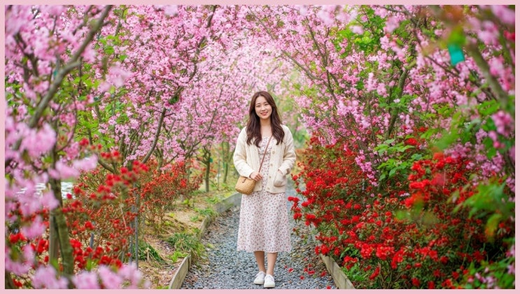  강진 남미륵사 축제 주차 여기 한국 맞나요? 4월 무조건 가야 할 핑크빛 꽃터널의 정체!