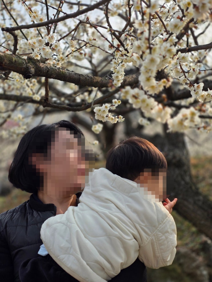  광양 매화마을 매화축제 주차장 셔틀버스