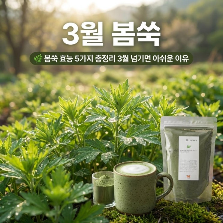   봄쑥 효능 5가지 총정리 | 3월 넘기면 아쉬운 이유