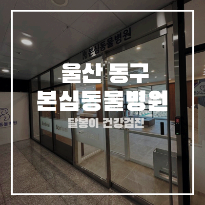 울산 동구 강아지 건강검진 달봉이 첫 건강검진 솔직한 후기 본심동물병원