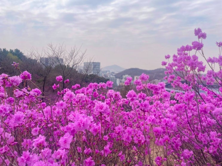  부천 원미산 진달래 꽃동산 축제