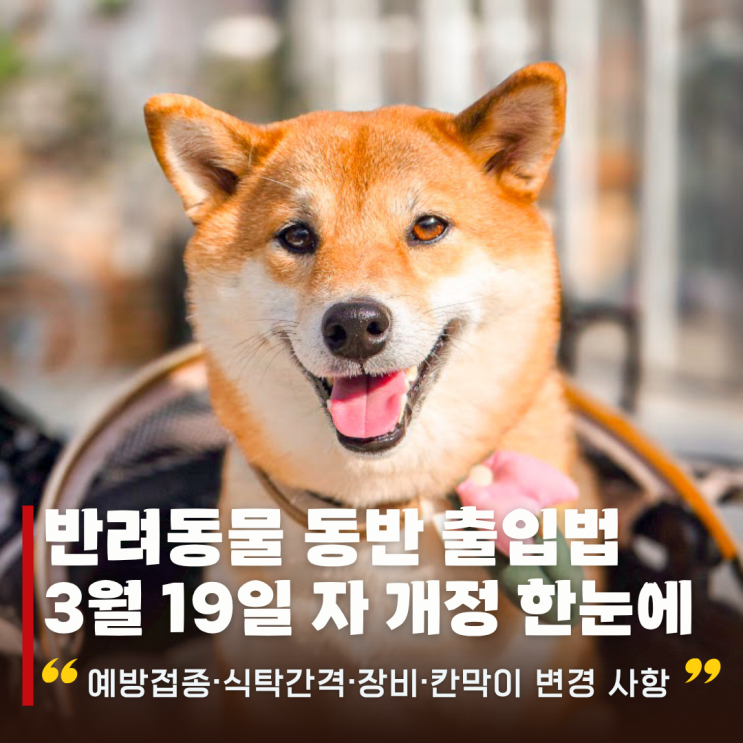  반려동물 동반 출입법 3월 19일 최신 개정 | 예방접종·식탁간격·장비·칸막이 달라진 것 한눈에